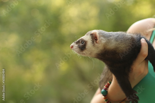Ferret on a green background