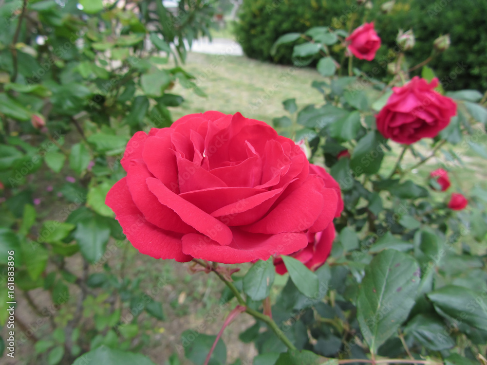 Red rose flowers with water droplets in spring Red rose flowers with water droplets in spring