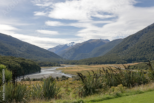 New Zealand flax in a valley 