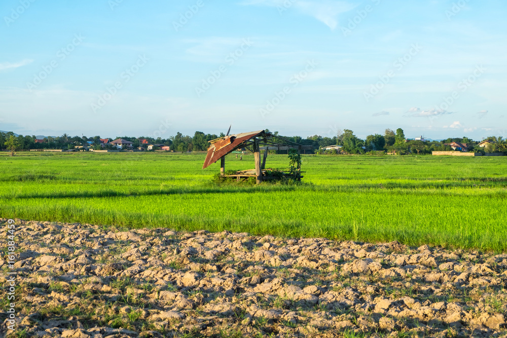 Fototapeta premium Green rice field with mountains at time sunset.