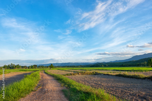 Green rice field with mountains at time sunset.