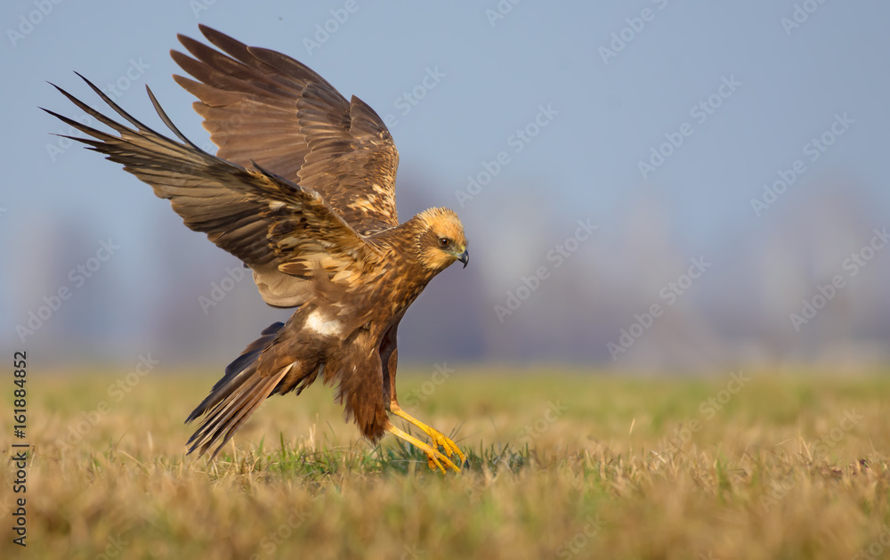 Obraz premium Western Marsh Harrier speedy flight over spring field