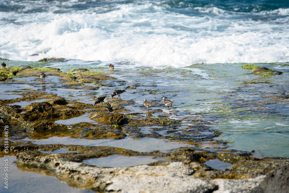 cute birds Little Stint on nature background