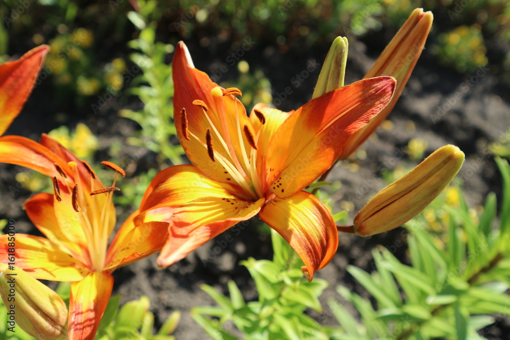 Fototapeta premium Asiatic hybrid lilium 'Cancun' orange and yellow flowers