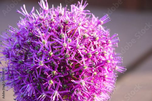 Allium Giganteum