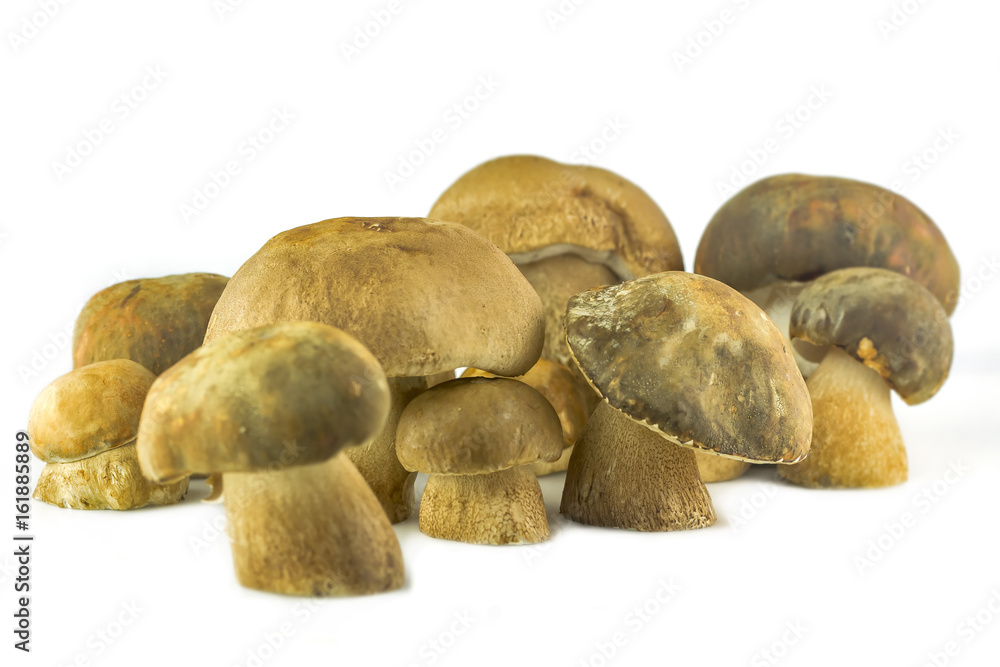 Fototapeta premium porcini, boletus