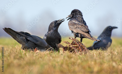 Common ravens interactions – hard row between two birds for carrion, bones and carcass 
