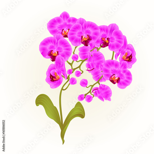 Branches orchid Phalaenopsis purple  flowers tropical plants green stem and buds and leaves  vintage vector botanical illustration for design editable hand draw