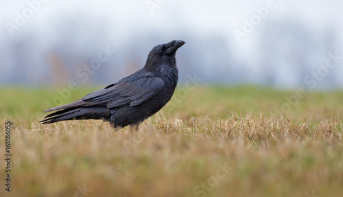 Joyful Common Raven posing in field with short grass at spring