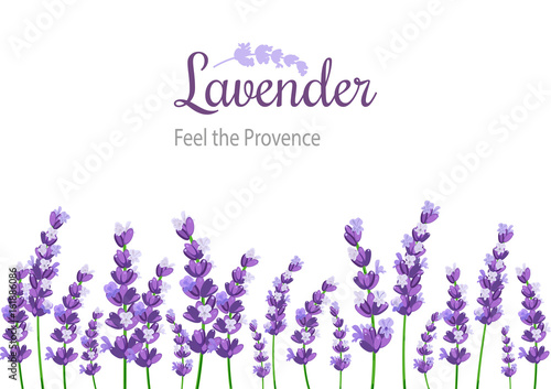 Lavender Card with flowers. Vintage Label with provence violet lavender.
