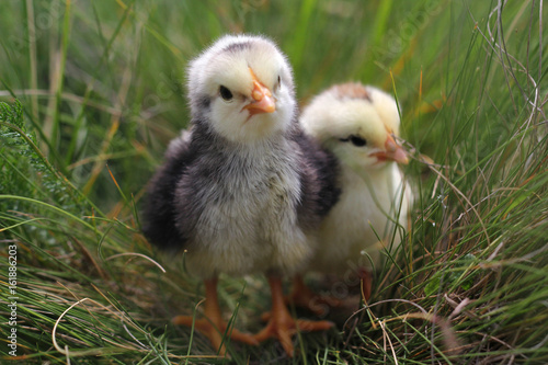 Cute Little Chickens.