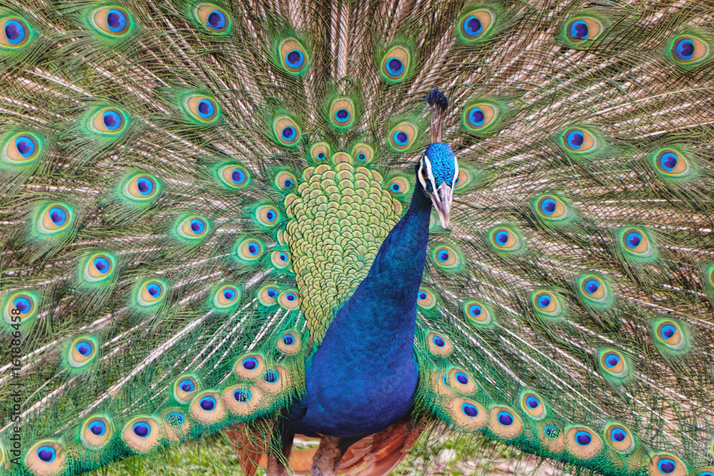Obraz premium Portrait of indian peafowl, peacock, peahen bird breed walking on the green grass, Kuala Lumpur Bird park, Malaysia. Colorful feathers tropical bird with beautiful crest and tail. Soft focus