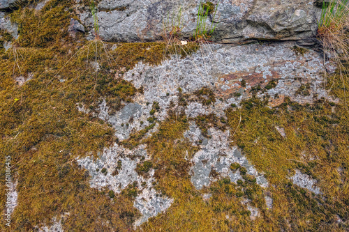 Texture of old mossy stone