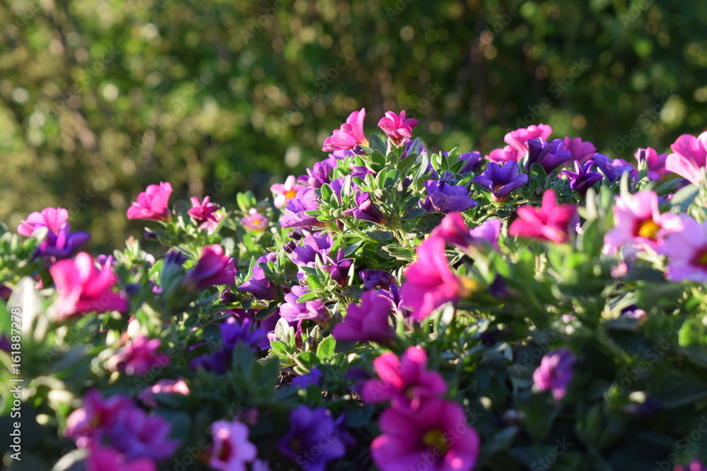 Schöne Blumen