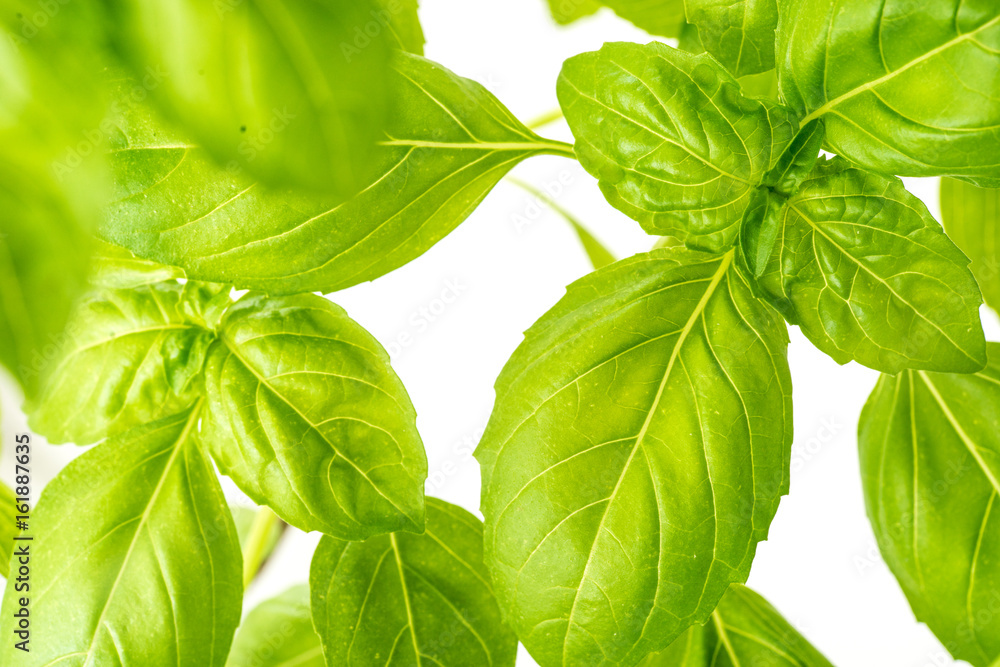 Fresh Basil Herb Leaves Closeup Fresh Basil Herb Leaves Closeup