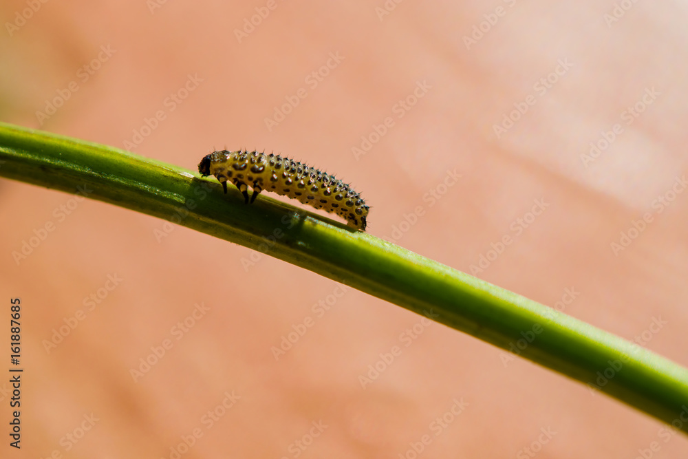 Little caterpillar crawling on a green stalk on beige background, landscape, macro Little caterpillar crawling on a green stalk on beige background, landscape, macro