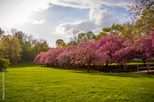 Cherry Blossom at Hurd Park photo