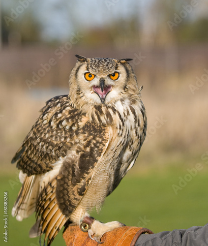 Indian Eagle owl (Bubo bubo) sitting on Falconers gauntlet