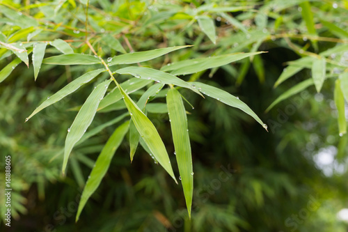 Green bamboo leaves