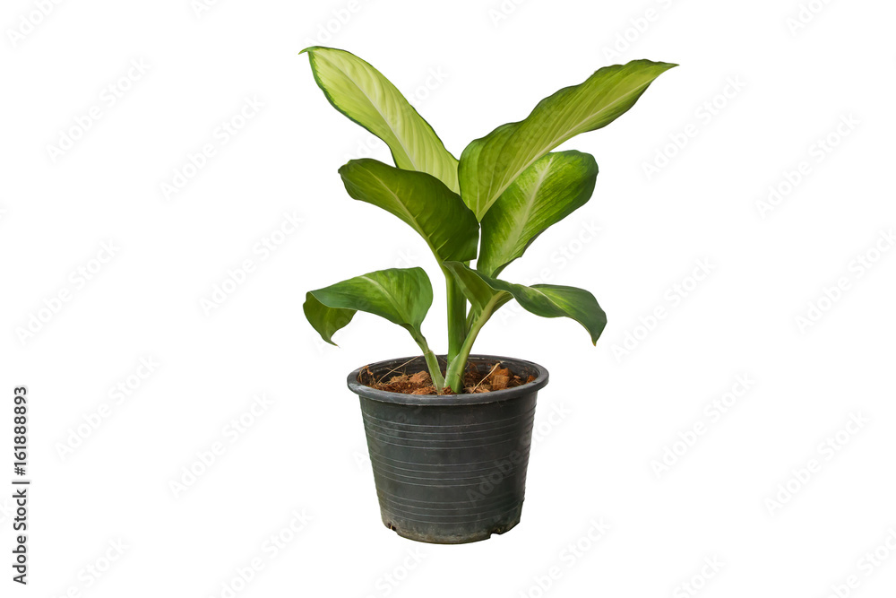 Green tree in a pot isolated on white background. Green tree in a pot isolated on white background.