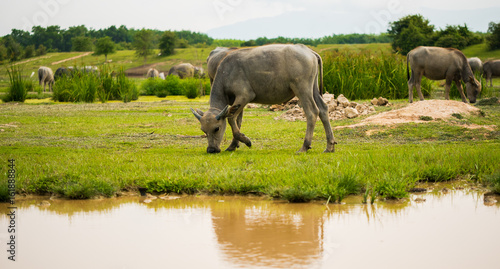 Lifestyle of the buffaloes, live outside the city. Everyday routine is swimming, sunbathing and eating grass. In the agricultural or livestock concepts.. © boophuket