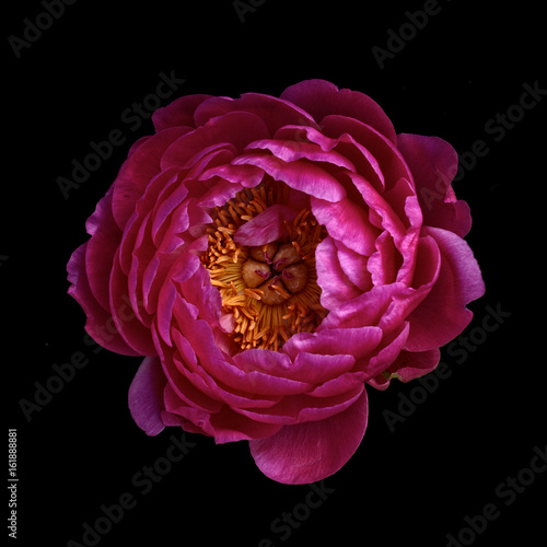 Peony against plain background