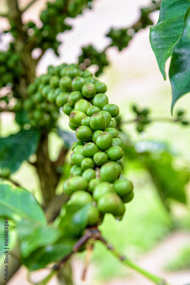 Group row green fruits of coffee berry on a tree and drops of water after rain Group row green fruits of coffee berry on a tree and drops of water after rain