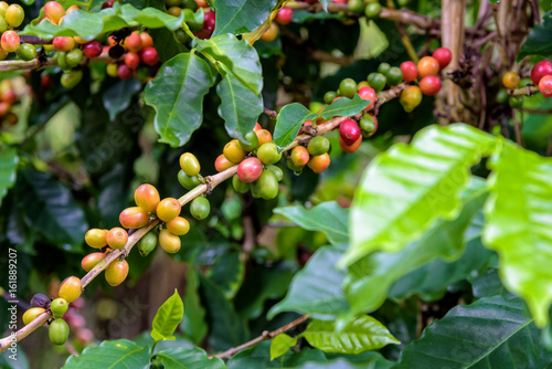 Group row colorful fruits of coffee berry ripening on a tree and drops of water after rain