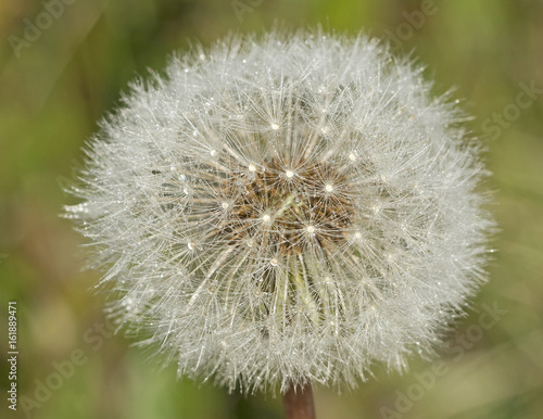 summer  bloom