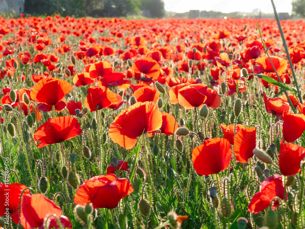 Obraz premium campo di papaveri