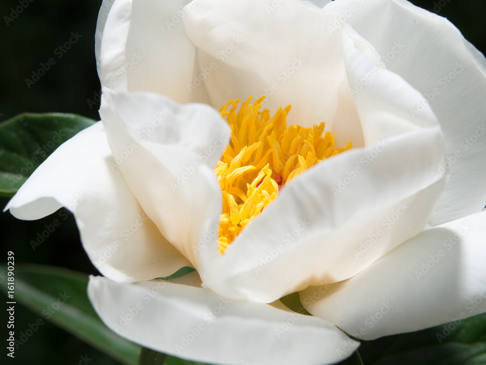 A flower of a white peony A flower of a white peony