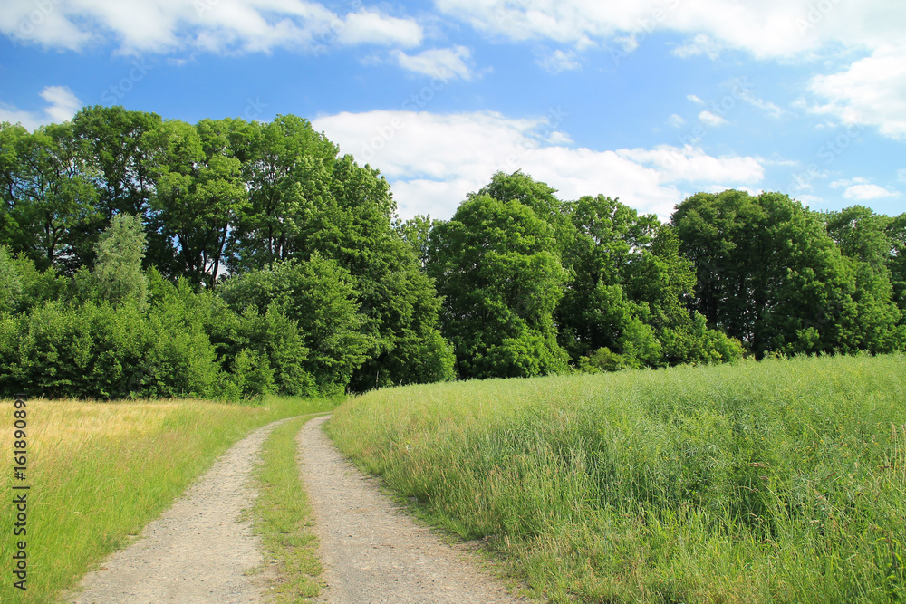 path leading between the fields to the forest in summer