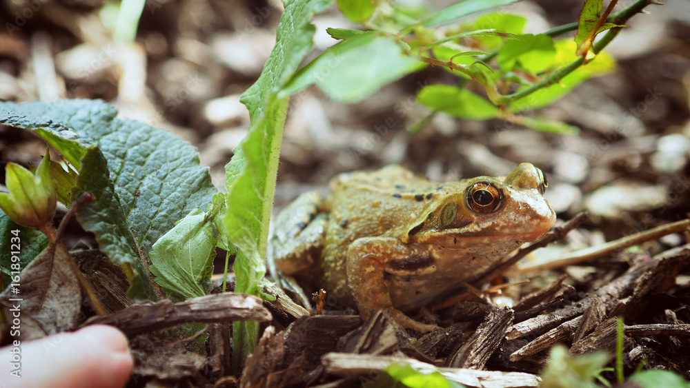 Obraz premium Frosch