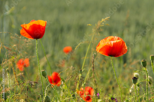 bright red blooms of poppies on the field in summer
