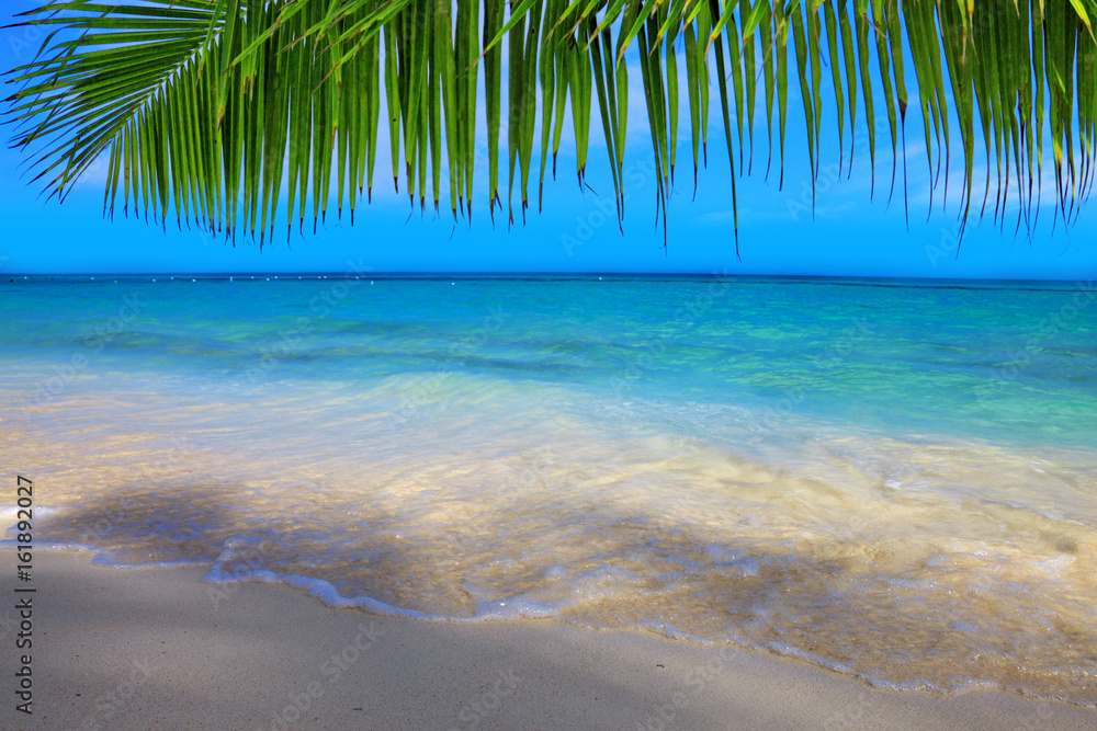 Caribbean sea and palm leaves.