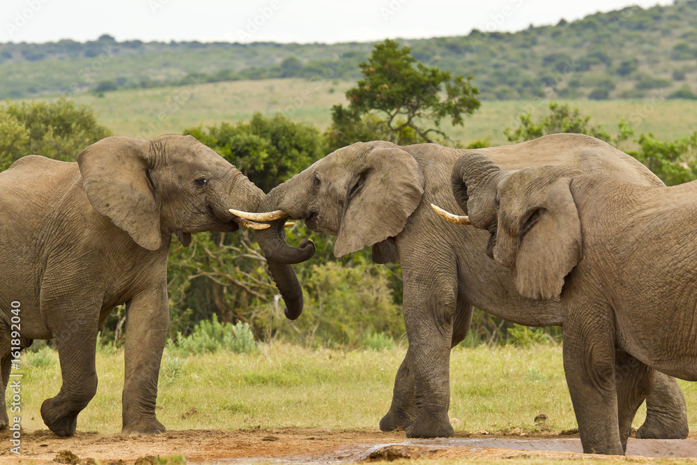Fototapeta premium Three African elephants at a water hole