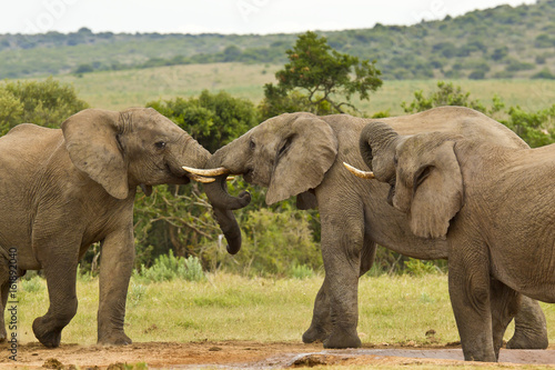 Three African elephants at a water hole