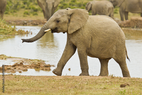 Young African elephant climbing out of a water hole