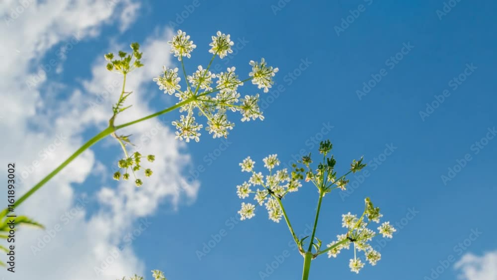 Bottom to top view. Wild herbs. Clouds. Beautiful spring time. Timelapse. Bottom to top view. Wild herbs. Clouds. Beautiful spring time. Timelapse.