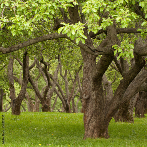 Large old trees in summer park  garden