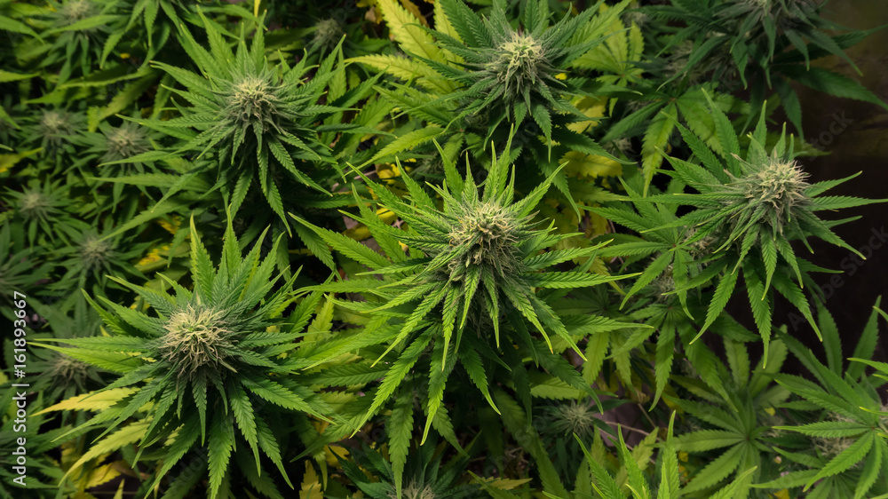 INDOOR MEDICAL MARIJUANA GROW CANNABIS PLANT BLOOMIN INDOOR MEDICAL MARIJUANA GROW CANNABIS PLANT BLOOMIN