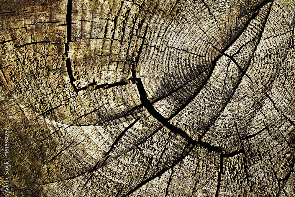Fototapeta premium Cracks on the old stump