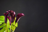 Black callas with raindrops elegant dark flower background