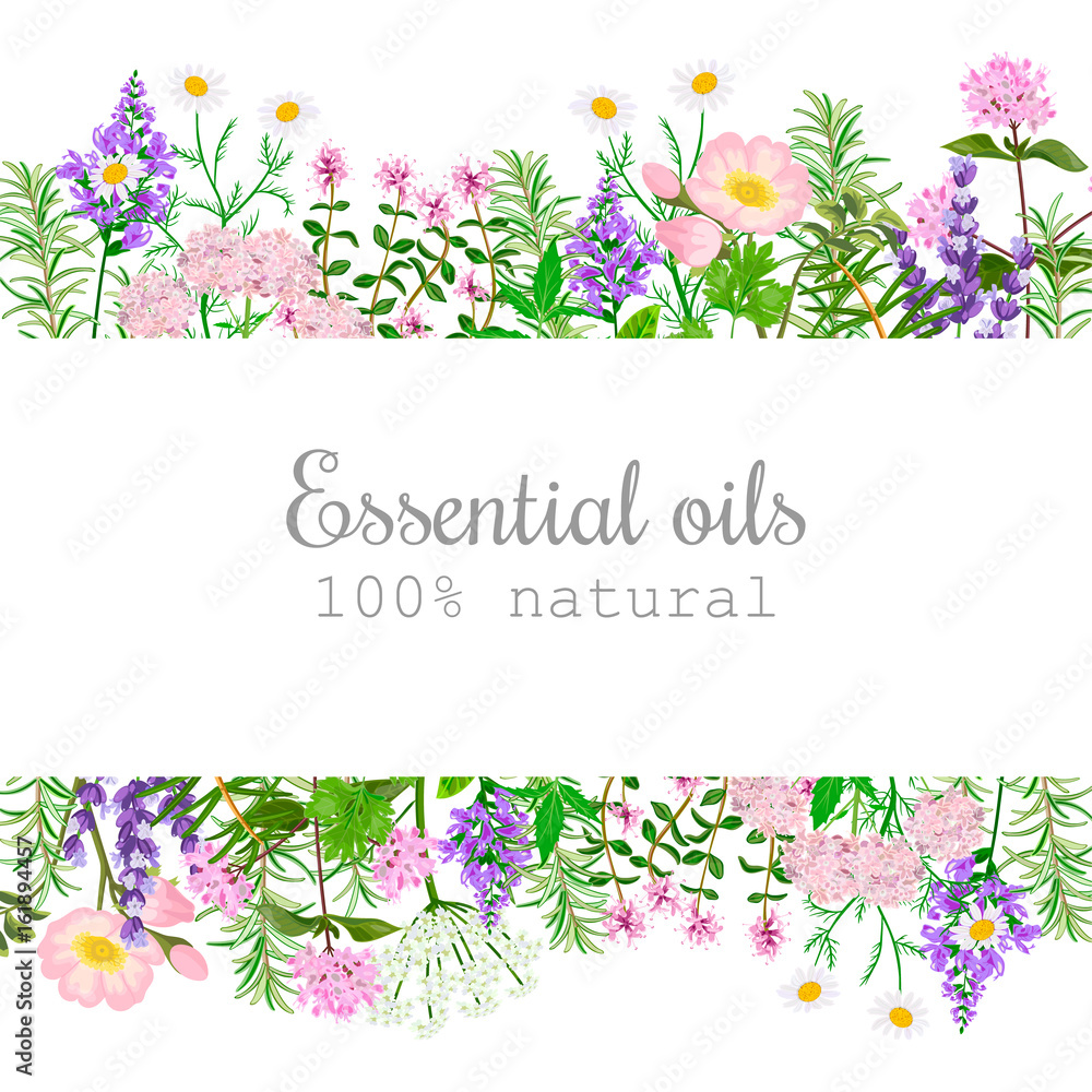 Obraz Popular essential oil plants label set. badge with text. Peppermint, lavender, sage, melissa, Rose, Geranium, Chamomile,