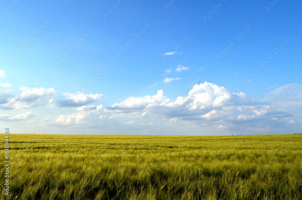 Gerstenfeld im Sommer