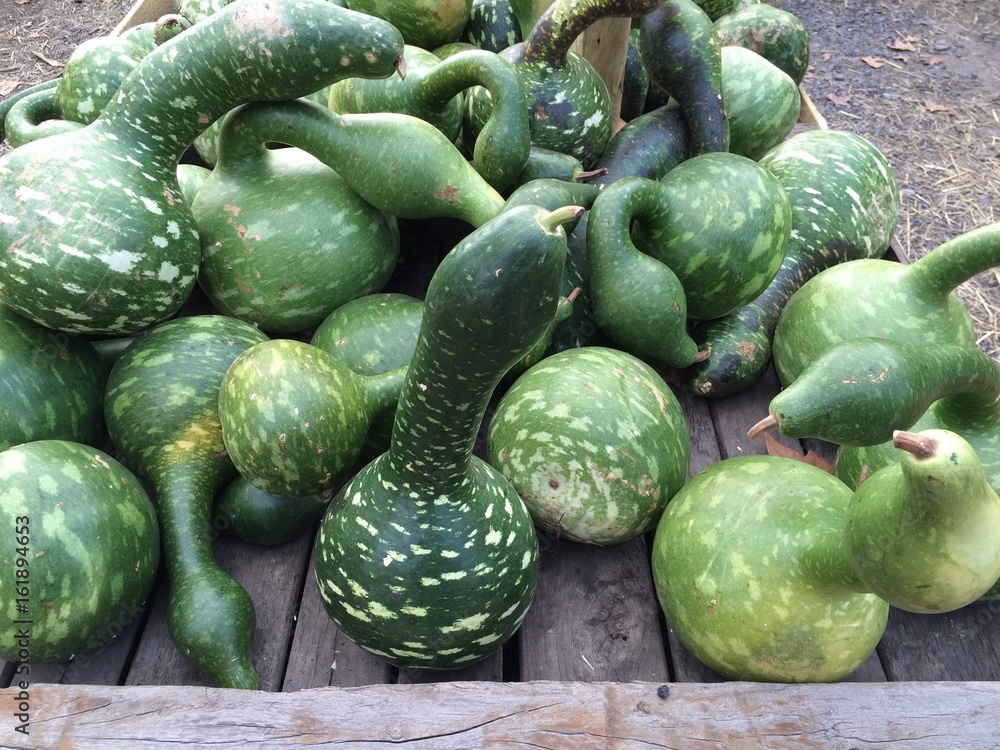 Fototapeta premium green gourds