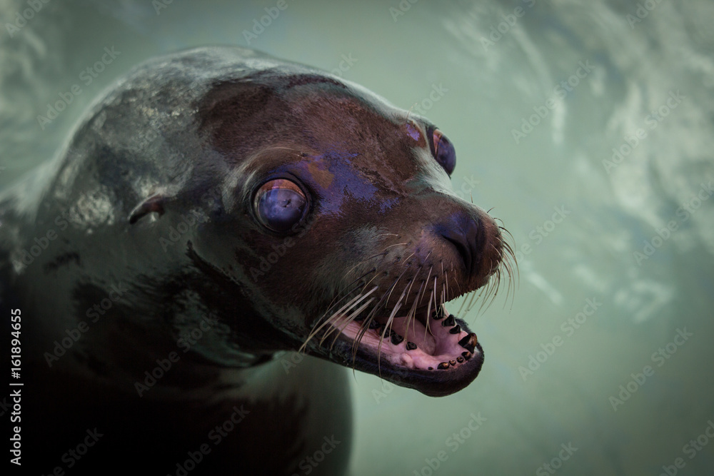 Seal animal
