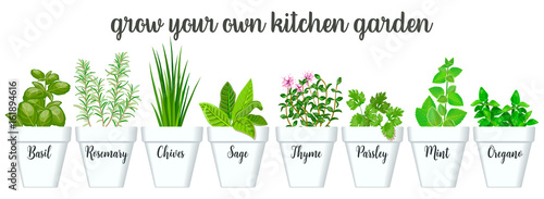 Set of vector culinary herbs in white pots with labels. Green growing basil, sage, rosemary, chives, thyme, parsley, mint, oregano with text