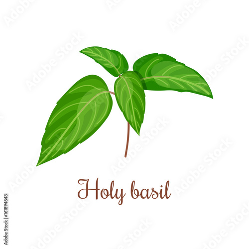 Holy Basil (Ocimum tenuiflorum), or tulasi. Vector illustration of stem with green leaves