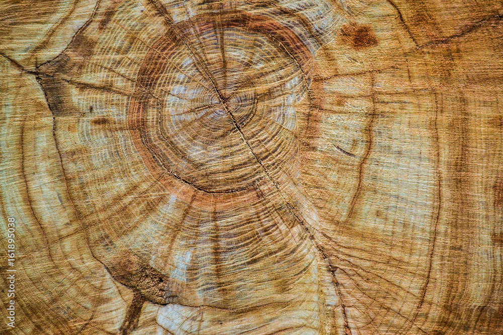 Naklejka premium Sawing of wood close up. Background and texture of wood